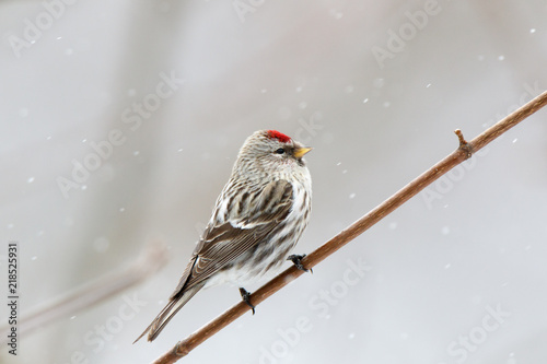 Redpoll (Acanthis flammea). photo