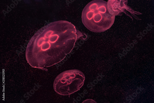 Aurelia aurita, moon jellyfish swimming inside aquarium.