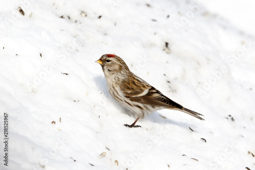 Redpoll (Acanthis flammea). photo