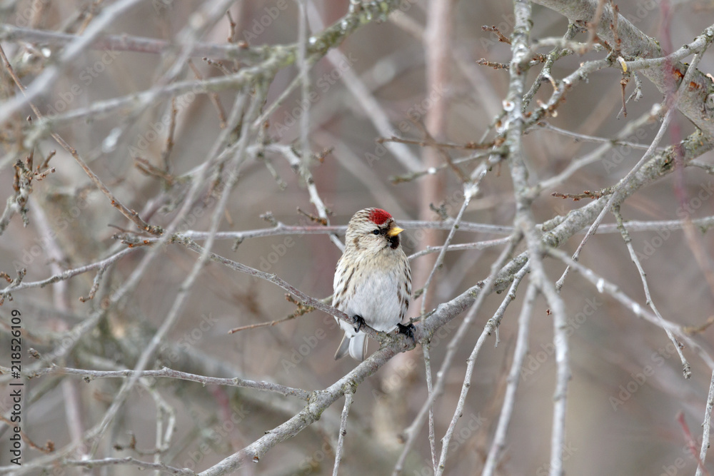 Redpoll (Acanthis flammea). Redpoll (Acanthis flammea).