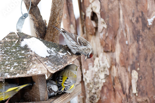 Redpoll (Acanthis flammea).