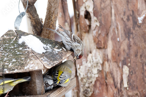 Quadro em tela Redpoll (Acanthis flammea).