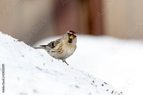 Redpoll (Acanthis flammea). photo