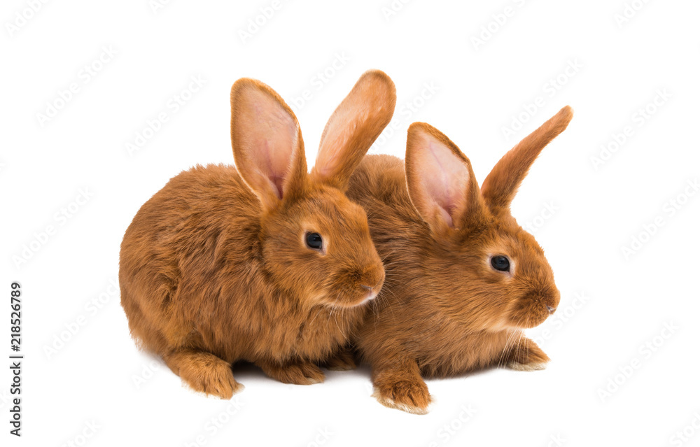 Fototapeta premium red rabbit isolated