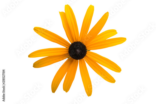 yellow flower isolated