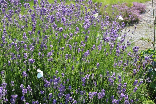 Fototapeta Naklejka Na Ścianę i Meble -  Lavender bush and cabbage white butterflys. Styria, Austria, Europe.