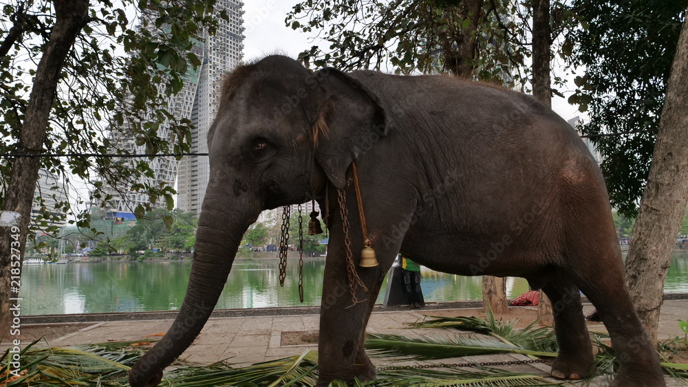 Fototapeta premium one elephant in chains