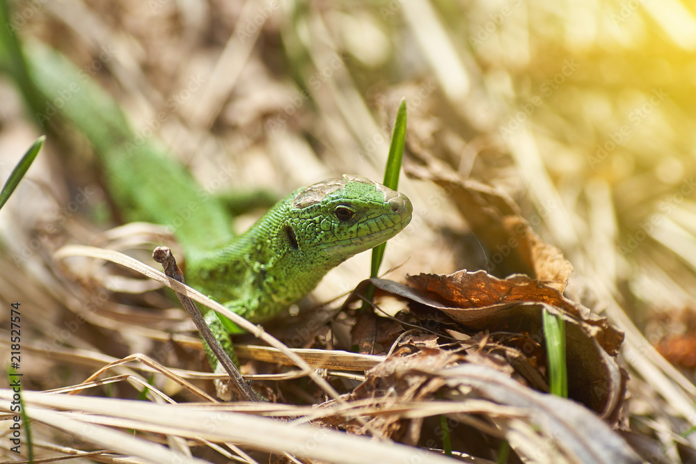A green lizard crawling on a dry grass close up. A green lizard crawling on a dry grass close up.