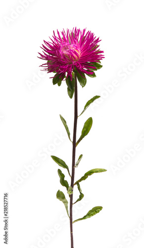 beautiful asters isolated