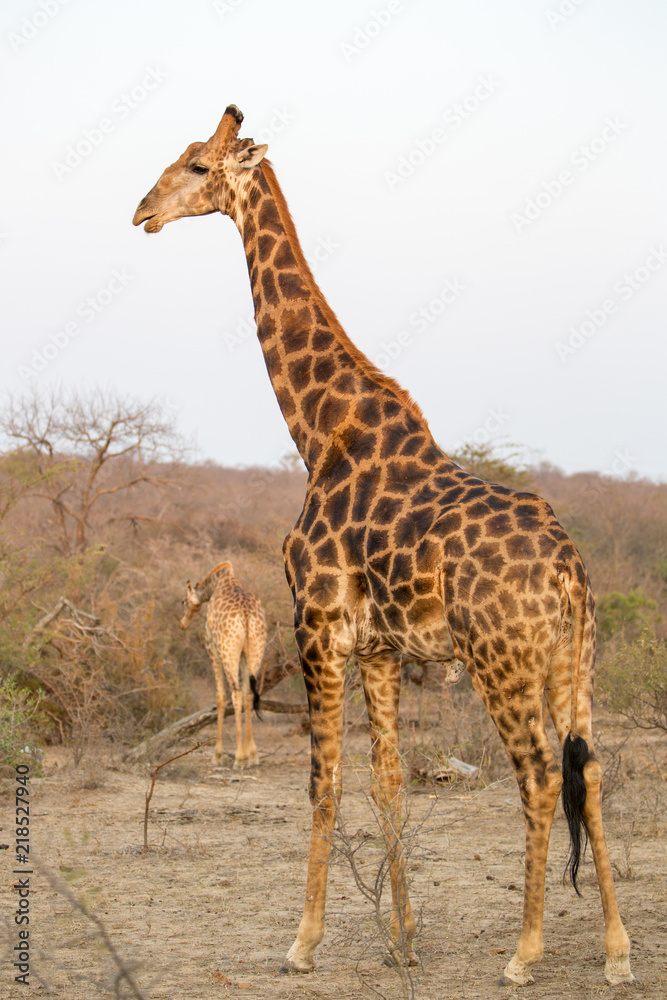 Obraz premium Safari Animals