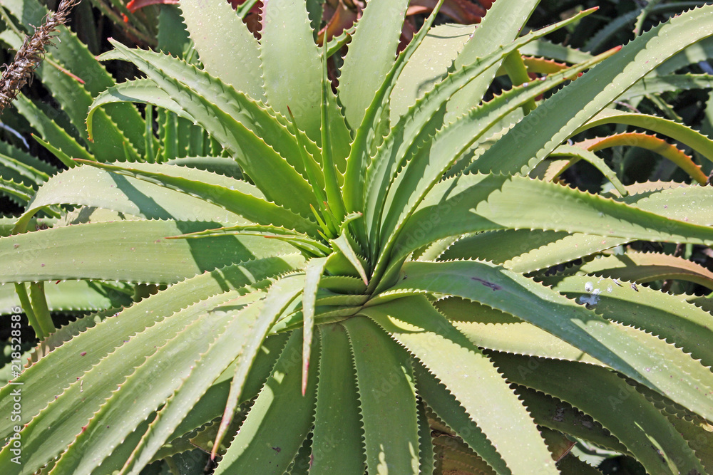 Obraz premium Plantes et fleurs de Sicile