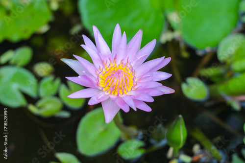 water lily in the pond lotus close up