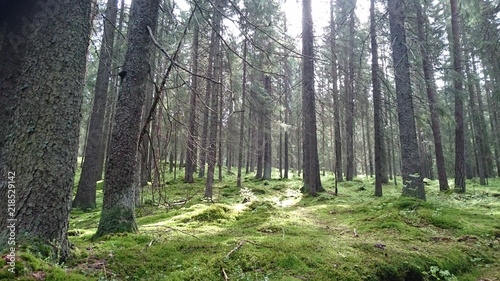 green forest  