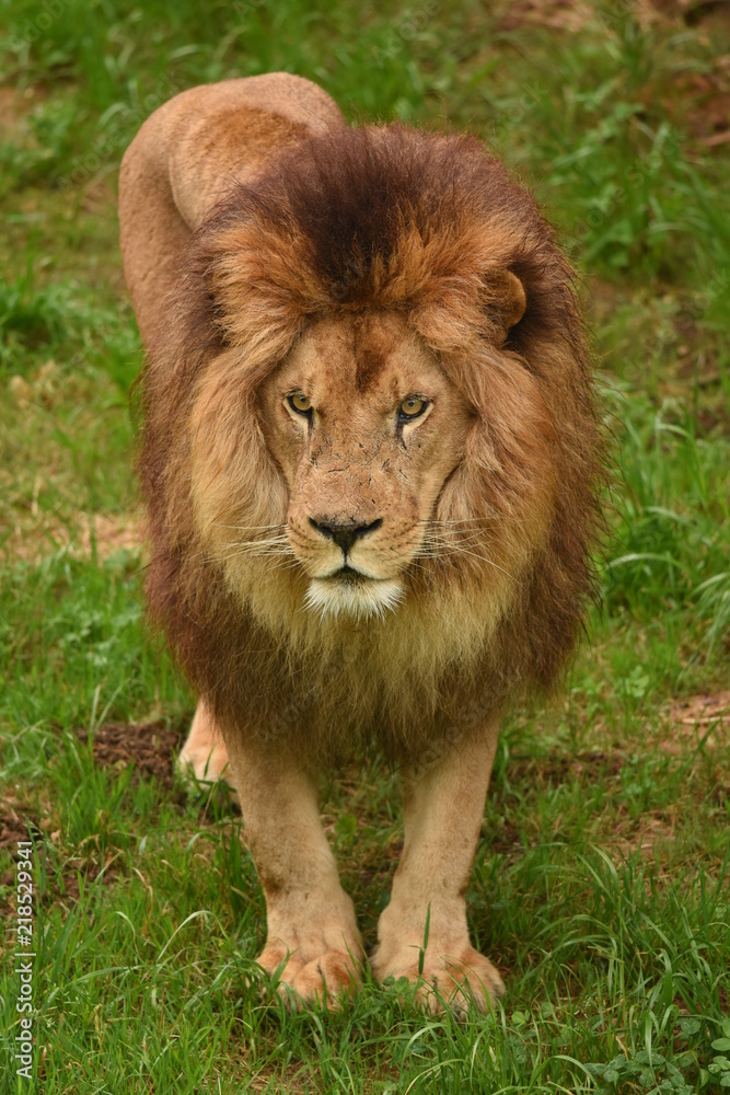 Leon safari fotofrafico en la sabana africana