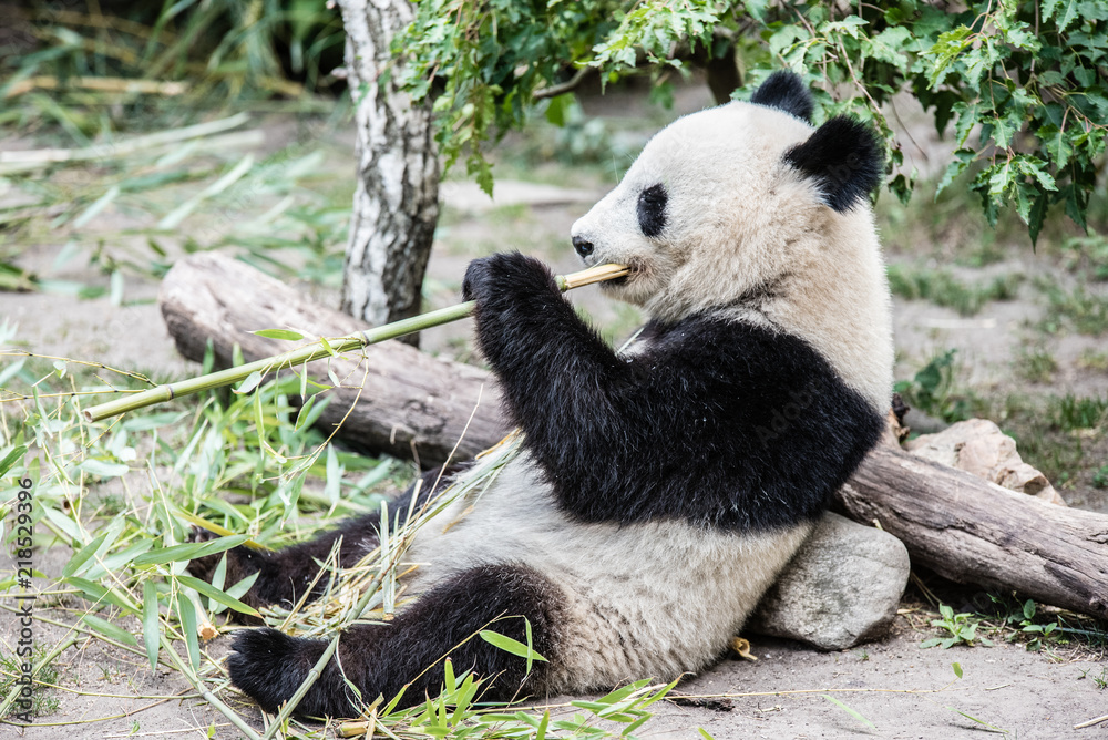 Obraz premium Panda