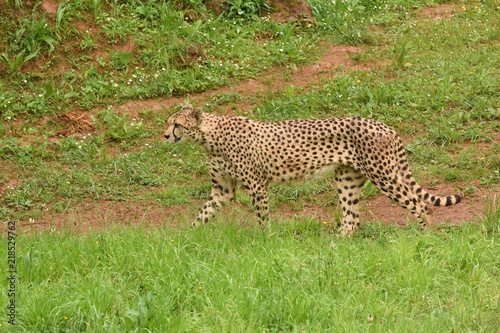 Safari fotografico en la sabana africana