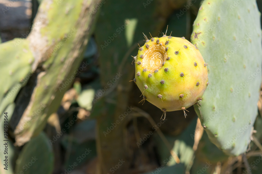 Close Up of Indian Fig (Ficus Indica) in Countryside in Italy in Late Summer on blur Background Close Up of Indian Fig (Ficus Indica) in Countryside in Italy in Late Summer on blur Background