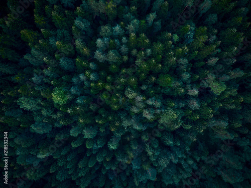 Top down aerial view over dense forest trees