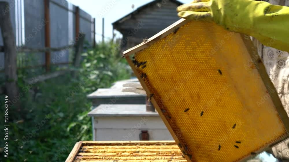 Frame with honey, close-up. Hives in the apiary. Beekeeper collects the harvest.