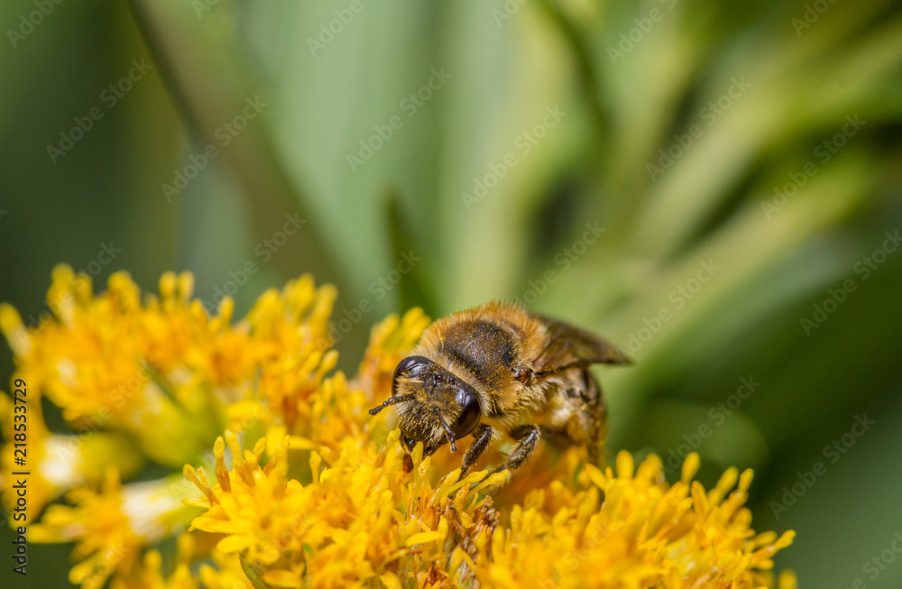 Colletes species bee
