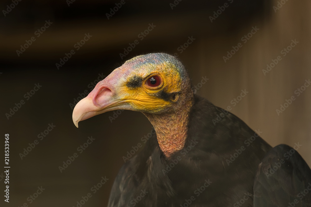 Vulture Vulture