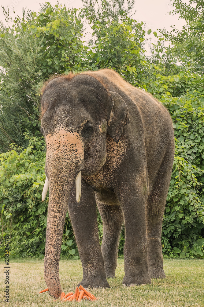 Fototapeta premium Elephant