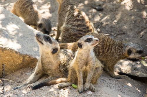 View of meerkat