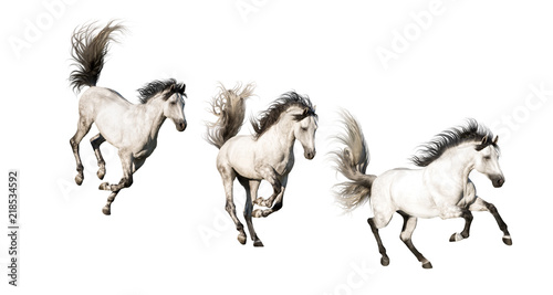 Obraz na plátne 3 White Andalusian horses with black legs and mane galloping isolated on white b
