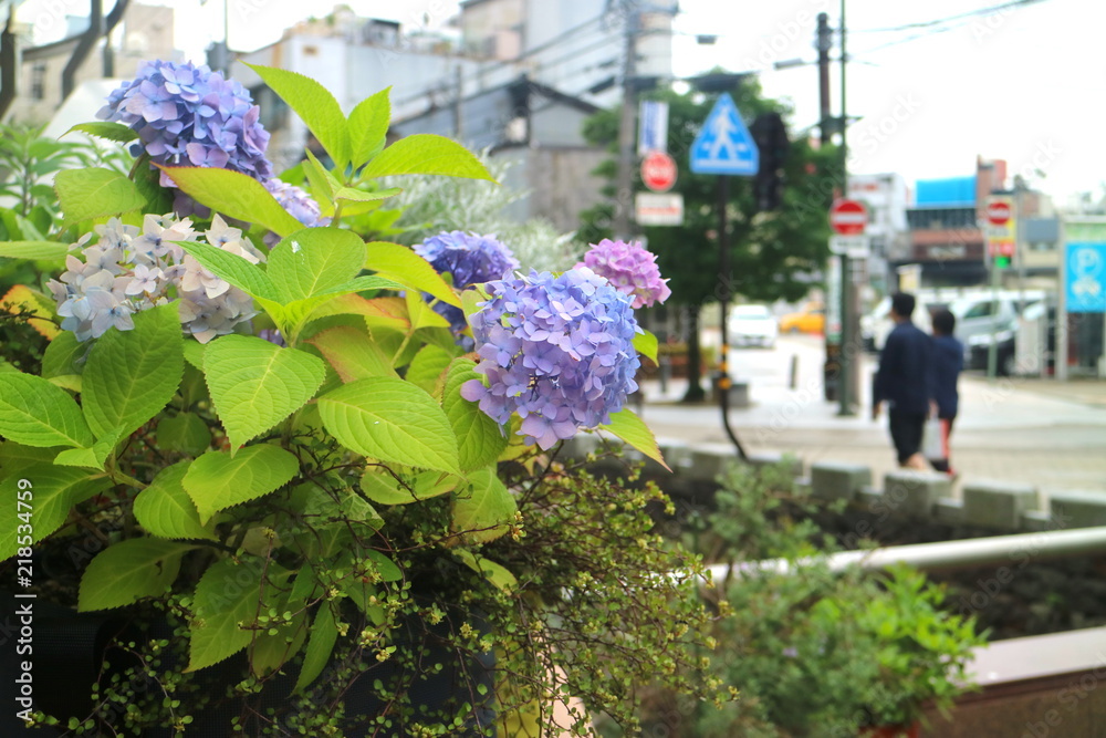 梅雨の紫陽花