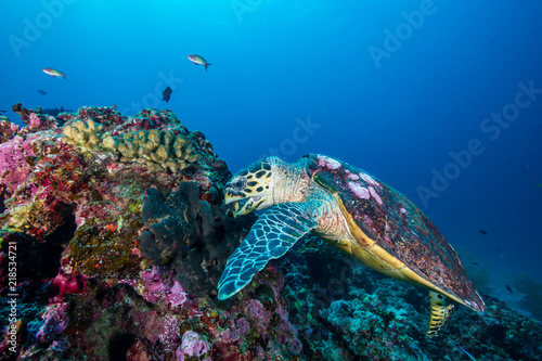 A Hawksbill Sea Turtle surrounded by tropical fish feeding on a coral reef © whitcomberd
