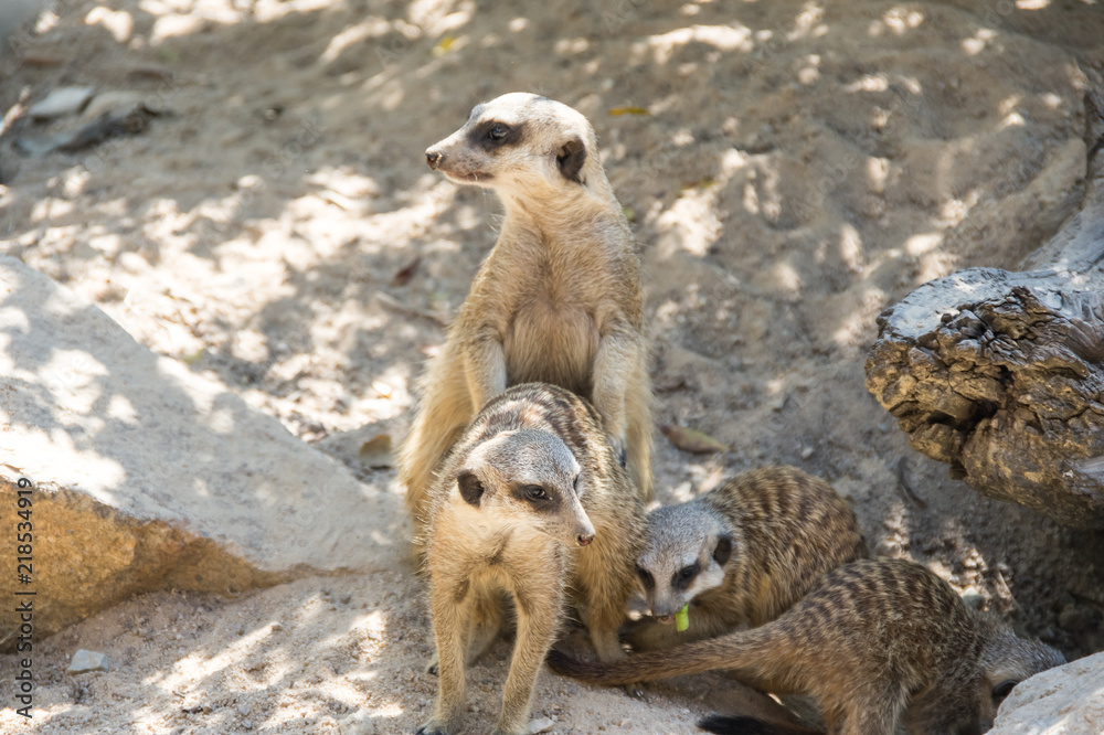 Fototapeta premium View of meerkats