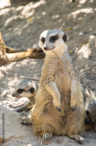 View of meerkats