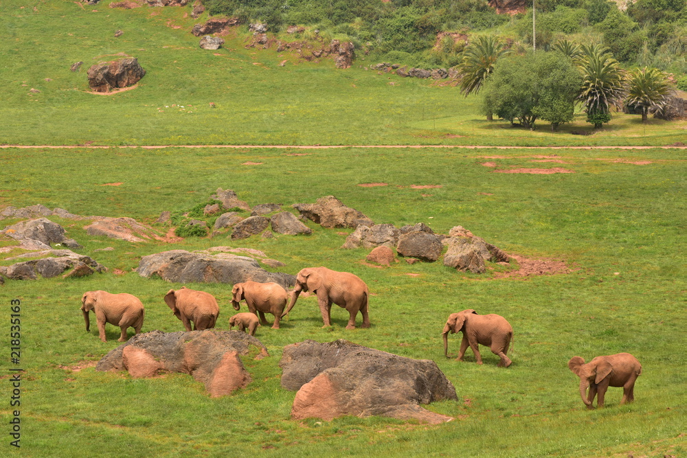 Elefante en la sabana africana
