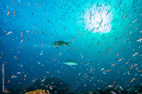 Colorful tropical fish swimming around a beautiful tropical coral reef