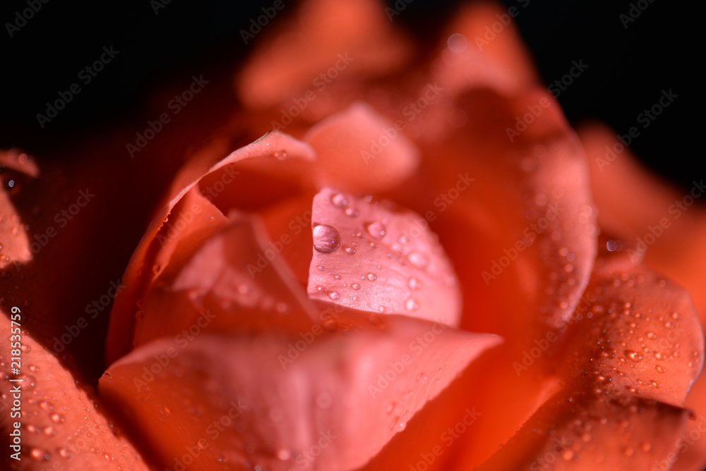 Rain drops at beautiful red rose, close up Rain drops at beautiful red rose, close up