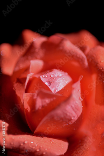 Rain drops at beautiful red rose  close up