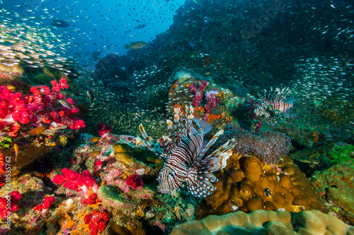 Fototapeta Naklejka Na Ścianę i Meble -  Colorful Lionfish surrounded by tropical fish on a coral reef in the Andaman Sea