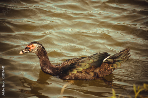 Patos Parque Centenário 