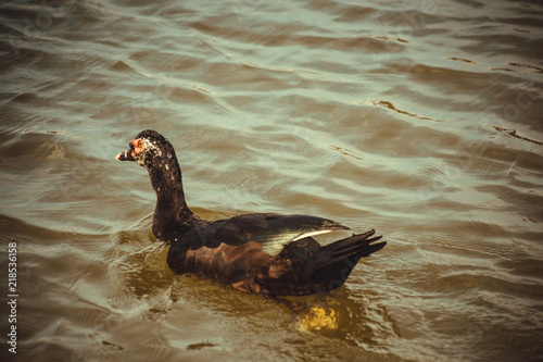 Patos Parque Centenário 