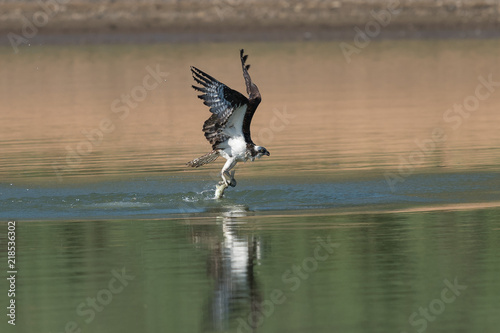 Osprey catching fish from the lake.
