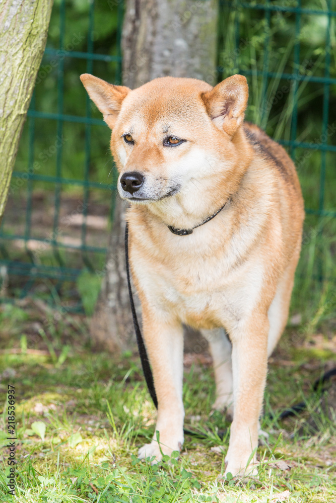 Portrait of shiba inu living in belgium Portrait of shiba inu living in belgium
