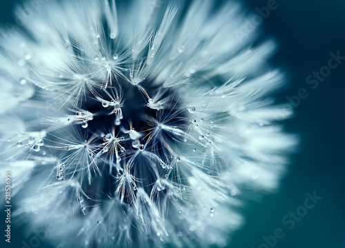Macro shot of dandelion with water drops
