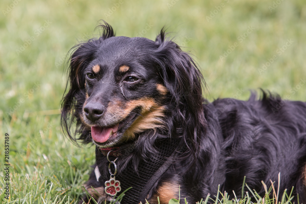 Portrait of dachshund dog living in belgium Portrait of dachshund dog living in belgium
