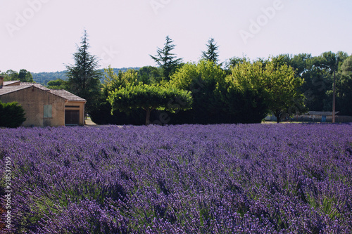 Lavender Fields. Provence  France