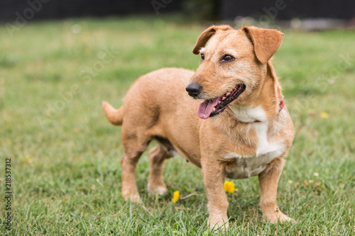 Portrait of dachshund dog living in belgium