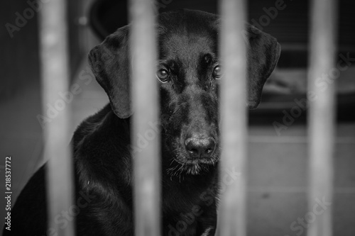 photo of caged dog in an animal shelter in belgium