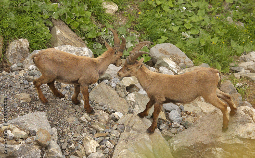 Two young males of alpine ibex, view from close-up Two young males of alpine ibex, view from close-up