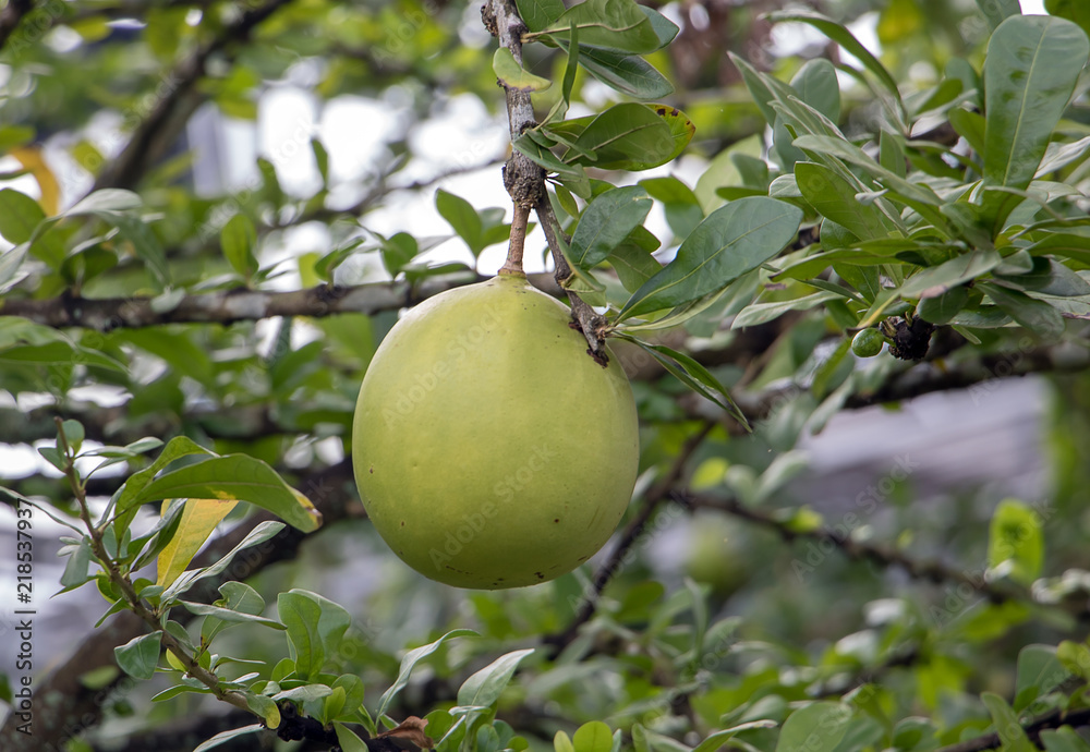 A fruits grow on suicide tree.