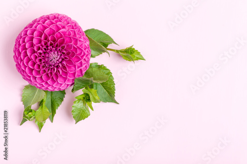Fototapeta Naklejka Na Ścianę i Meble -  Dahlia ball-barbarry with green leaves and buds - top view on pink bright summer flower on pastel background.