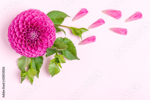 Fototapeta Naklejka Na Ścianę i Meble -  Dahlia ball-barbarry with green leaves and buds. Top view on pink bright summer flower and petals.